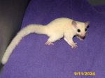 Conner and Carlee’s leucistic son!