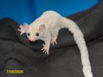 Lamont and Lilian’s leucistic boy! Lamont and Lilian’s leucistic boy!