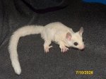 Gerhard and Galina’s leucistic boy! Gerhard and Galina’s leucistic boy!