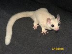 Larenzo and Lexis’ leucistic boy (#2) Larenzo and Lexis’ leucistic boy (#2)
