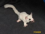 Gerhard and Galina’s leucistic daughter! Gerhard and Galina’s leucistic daughter!