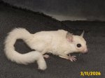 Louis and Tina's leucistic boy! Louis and Tina's leucistic boy!