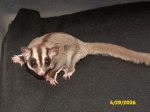 Meet Wiley, the adult male glider! Meet Wiley, the adult male glider!