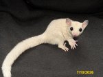 Larenzo and Lexis’ leucistic boy (#1) Larenzo and Lexis’ leucistic boy (#1)
