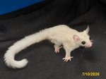 Lamont and Lilian’s leucistic girl! Lamont and Lilian’s leucistic girl!