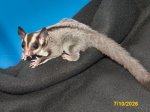 Marshall and Marline’s standard gray daughter! Marshall and Marline’s standard gray daughter!