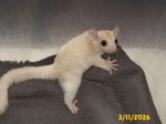 Edgar and Lenore's leucistic girl. Edgar and Lenore's leucistic girl.