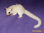 Luke and Luci’s leucistic boy!