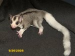 Montana and Selda’s mosaic daughter! Montana and Selda’s mosaic daughter!