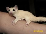Poppy and Gwen’s leucistic girl! Poppy and Gwen’s leucistic girl!